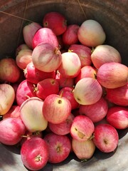 red and yellow apples