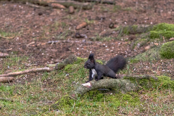 Eichhörnchen © Xaver Klaussner