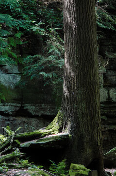 Rocks at The Ledges in the Cuyahoga Valley National Park
