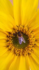 bee on sunflower