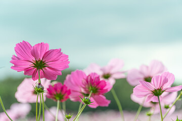 Beautiful cosmos in early autumn in Japan