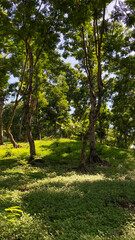 overgrown grassless forest, trees, mound, greenery