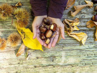 Woman hands holding chestnuts just picked in the field. Natural food concept