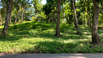 overgrown grassless forest, trees, mound, greenery