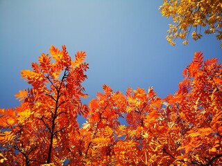 The trees, yellow , red in autumn. Time of year autumn