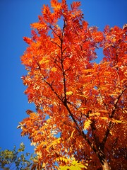 The trees, yellow , red in autumn. Time of year autumn