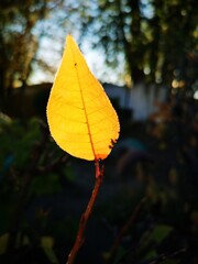 autumn leaves on the tree