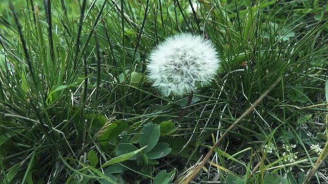 Caucasian dandelion. fruit of the achene in basket is blown away by a gust of wind. Super slow motion 1000 fps.
