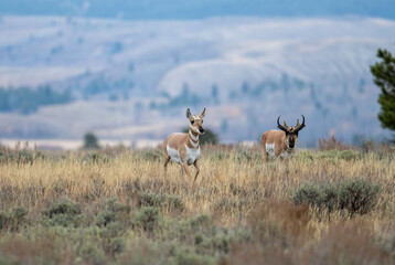 Pronghorn buck and doe