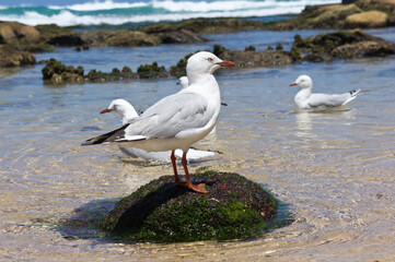 凛々しいウミネコ