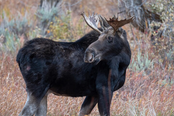 Portrait of young bull moose