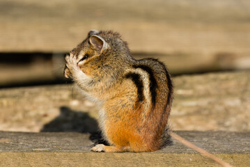 Golden Hour Chimpmunk