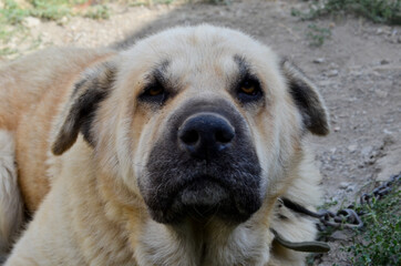 mongrel blond dog with sad eyes
