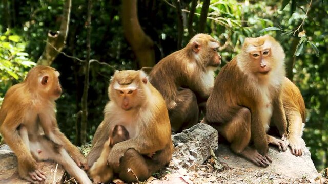 Northern pig-tailed macaque (Macaca leonina) in Southeast Asia