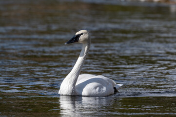 Fototapeta premium Trumpeter swan