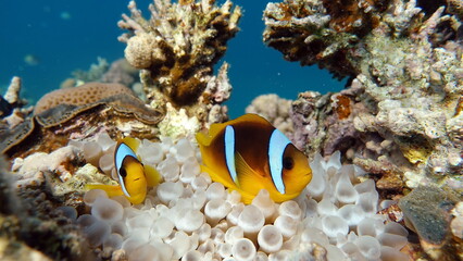 Plakat Clown fish amphiprion (Amphiprioninae). Red sea clown fish.
