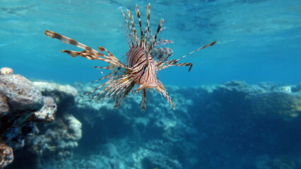 Lion Fish in the Red Sea.