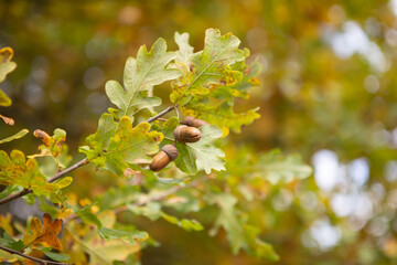 Jesienny żołądź na drzewie, liście drzewa - kolory jesienne.