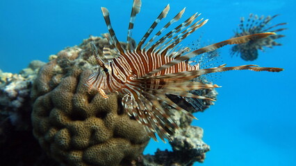 Lion Fish in the Red Sea.
