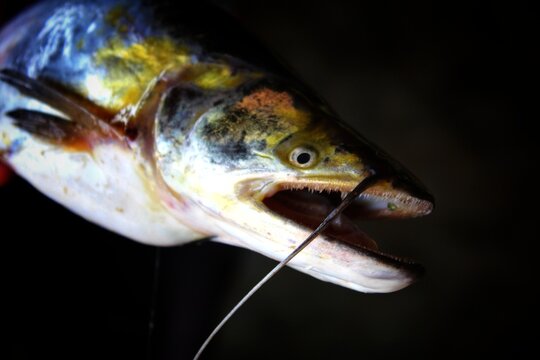 wallago attu (fresh water shark) fish close up view dangerous baliha catfish with sharp teeth