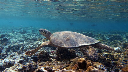Sea turtles . Great Reef Turtle . Bissa.