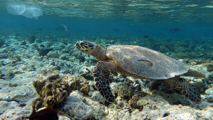 Obraz na płótnie Canvas Sea turtles . Great Reef Turtle . Bissa.