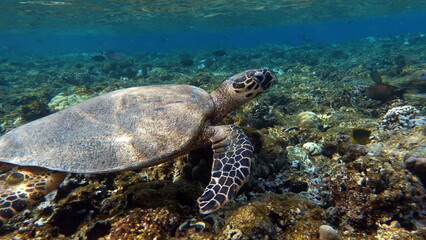 Sea turtles . Great Reef Turtle . Bissa.