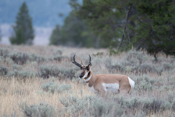 Pronghorn buck on an open meadow