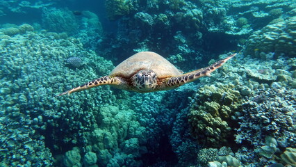 Sea turtles . Great Reef Turtle . Bissa.