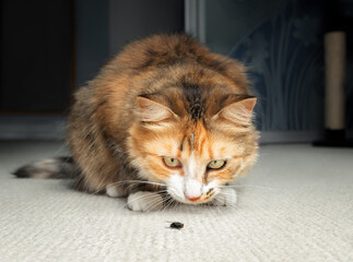 Cat hunting a fly. Multicolored female cat is sitting in front of an insect on the carpet, ready to...