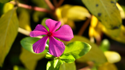 Pink flower blooming in the garden