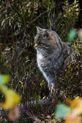 Wildkatze Merkmale