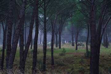 las drzewa mgła krajobraz natura