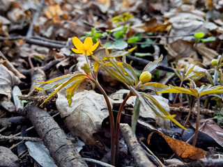 small plant with yellow leaves and a flower