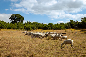 Fototapeta premium flock of sheep on pasture
