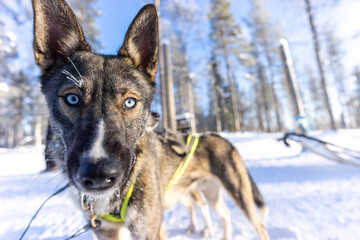 Close up portrait of a blue eyed alaskan husky in the Arctic Husky Farm in Lapland, Finland. © adammajor
