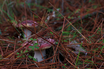 grzyb las natura przyroda jesień © Piotr
