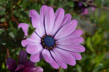 Obraz premium Nature and macro shots from the beautiful landscapes of the Mainland Jutland in Denmark