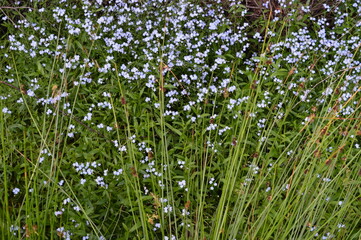 Obraz premium Nature and macro shots from the beautiful landscapes of the Mainland Jutland in Denmark