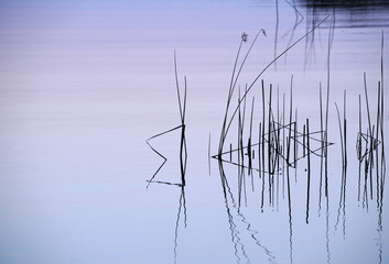 Fototapeta premium Zen-like reflection of reeds in a river after sunset