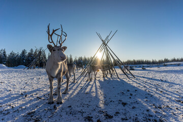 Reindeers in an enclosure in Kopara Reindeer Park, Lapland, Finland.