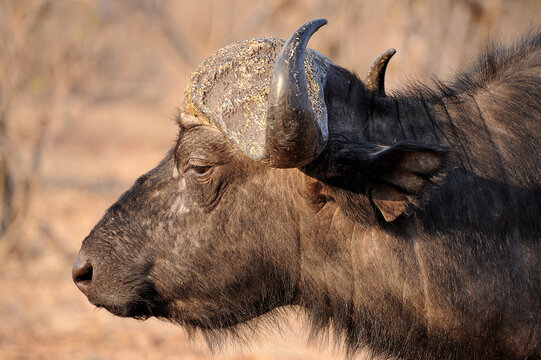 An impressive buffalo bull near Mana Pools Reserve in Botswana