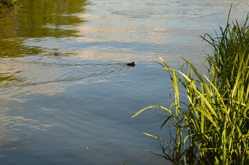 Nature and macro shots from the beautiful landscapes of the Mainland Jutland in Denmark