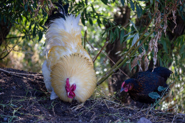 white rooster in the grass
