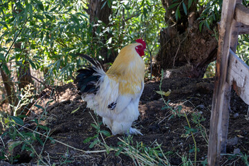 white rooster in the nest