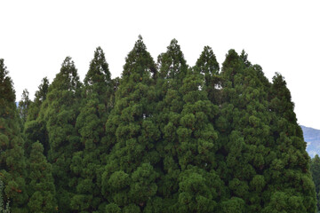 image of Giant Tree Forest [October]