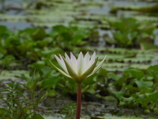 pink water lily