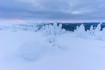 Fototapeta na wymiar Snow covered frozen trees near Pyha in Lapland, Finland