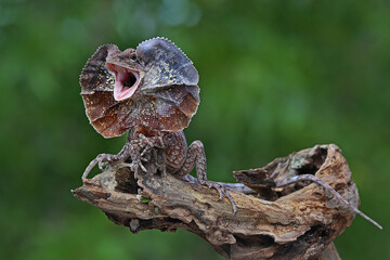 A frilled dragon (Chlamydosaurus kingii) is developing its neck to frighten other approaching...