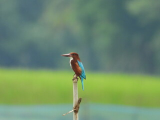 kingfisher on the branch